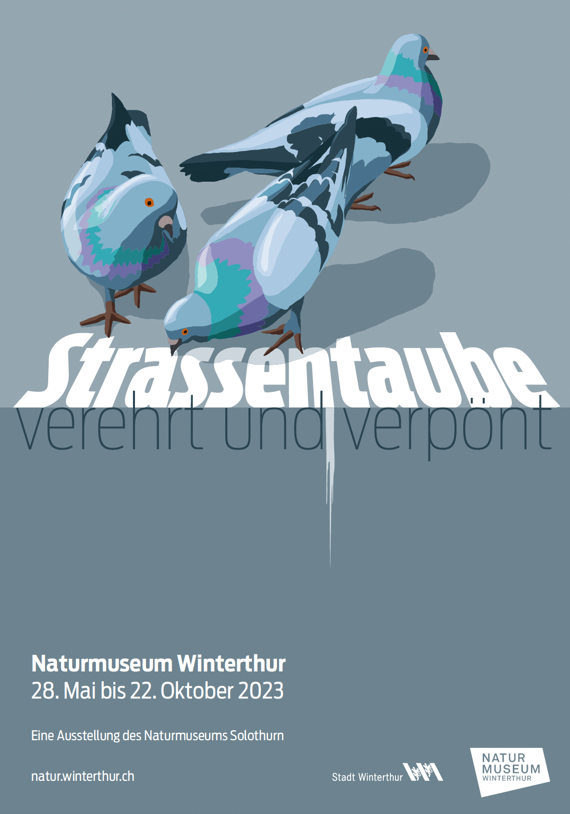 Plakat Strassentaube
